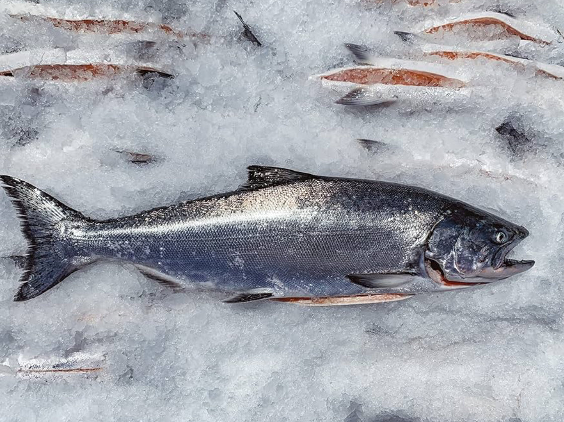 Whole King Salmon (3 Fish)