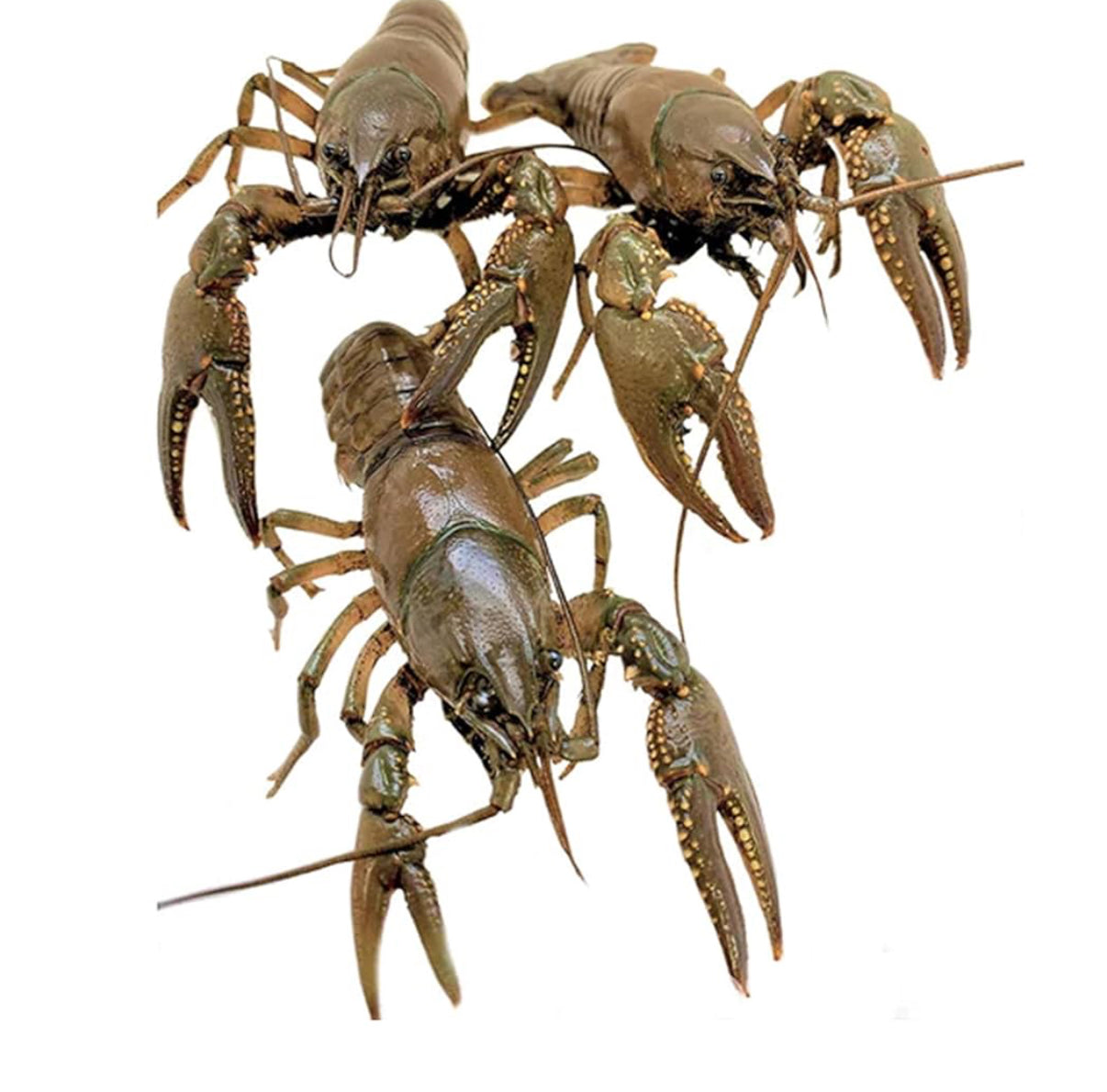 Whole Crayfish (5 Count)
