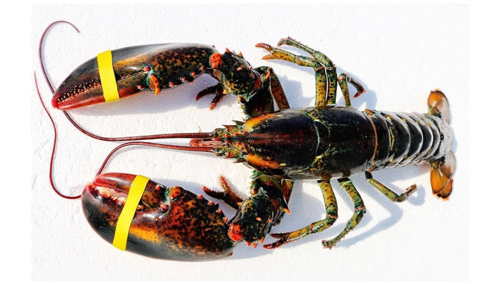 Live Wild Caught Maine Lobsters (6 pcs)